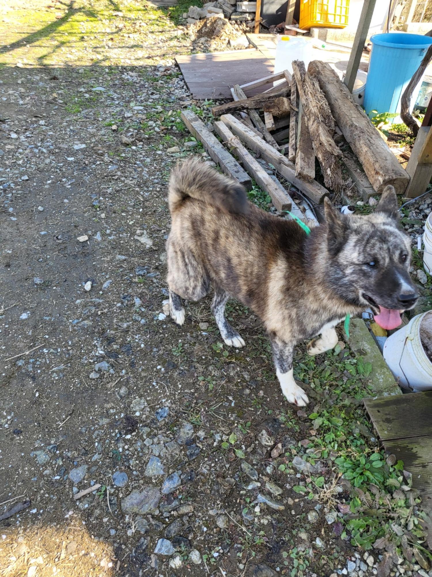 평택시유기동물보호소_441391202403426